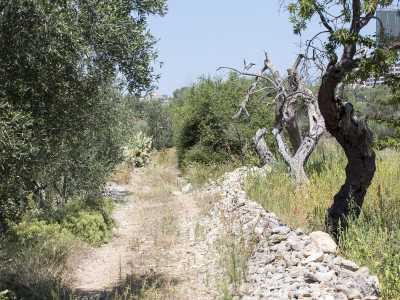 Da questo punto in poi la lama diventa ancora pi� selvaggia. Tra fragni e roverelle...